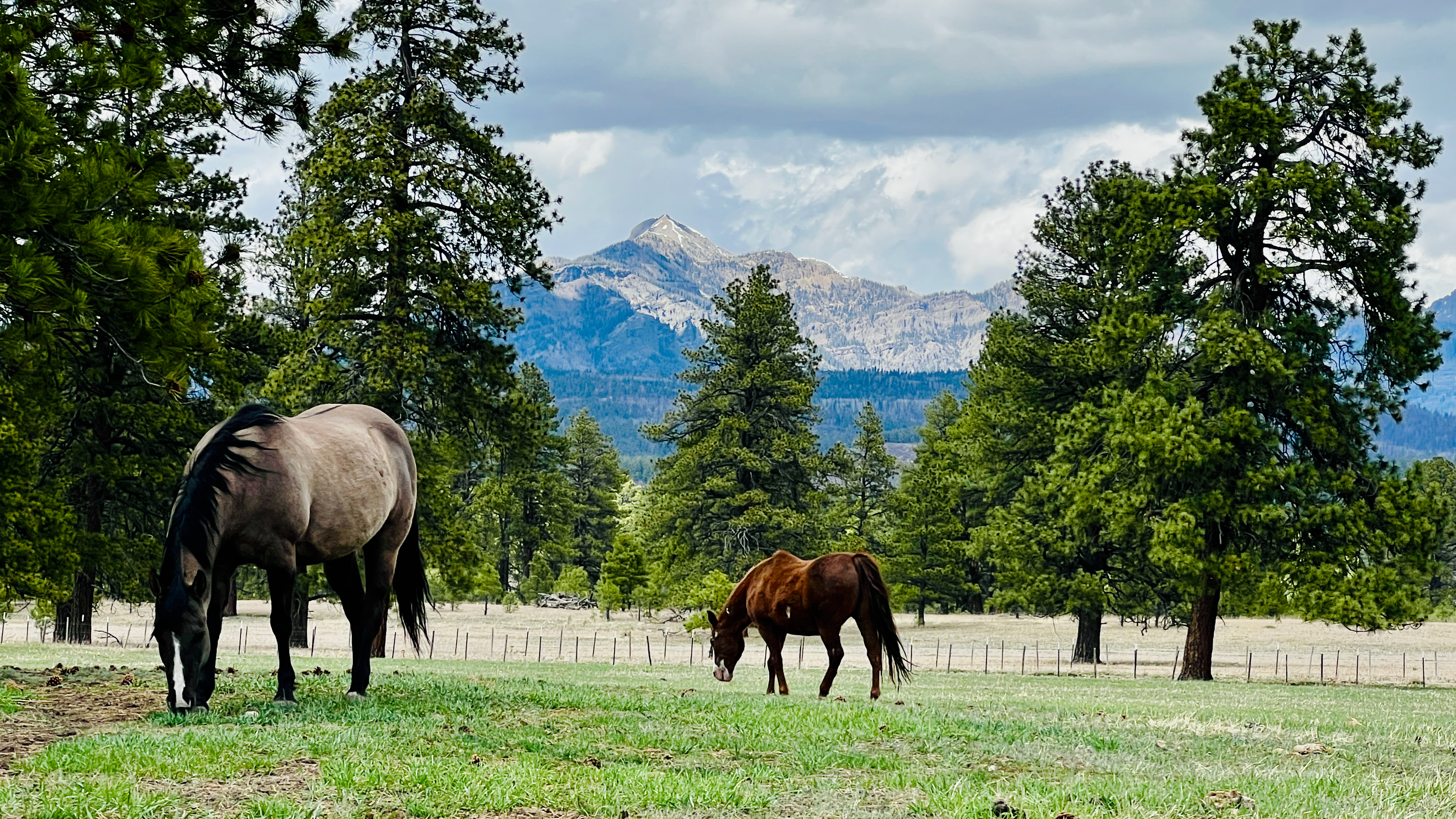 Horses grazing in a mountain pasture